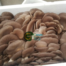 Grade a Big Frozen Fresh Baby Oyster Mushroom